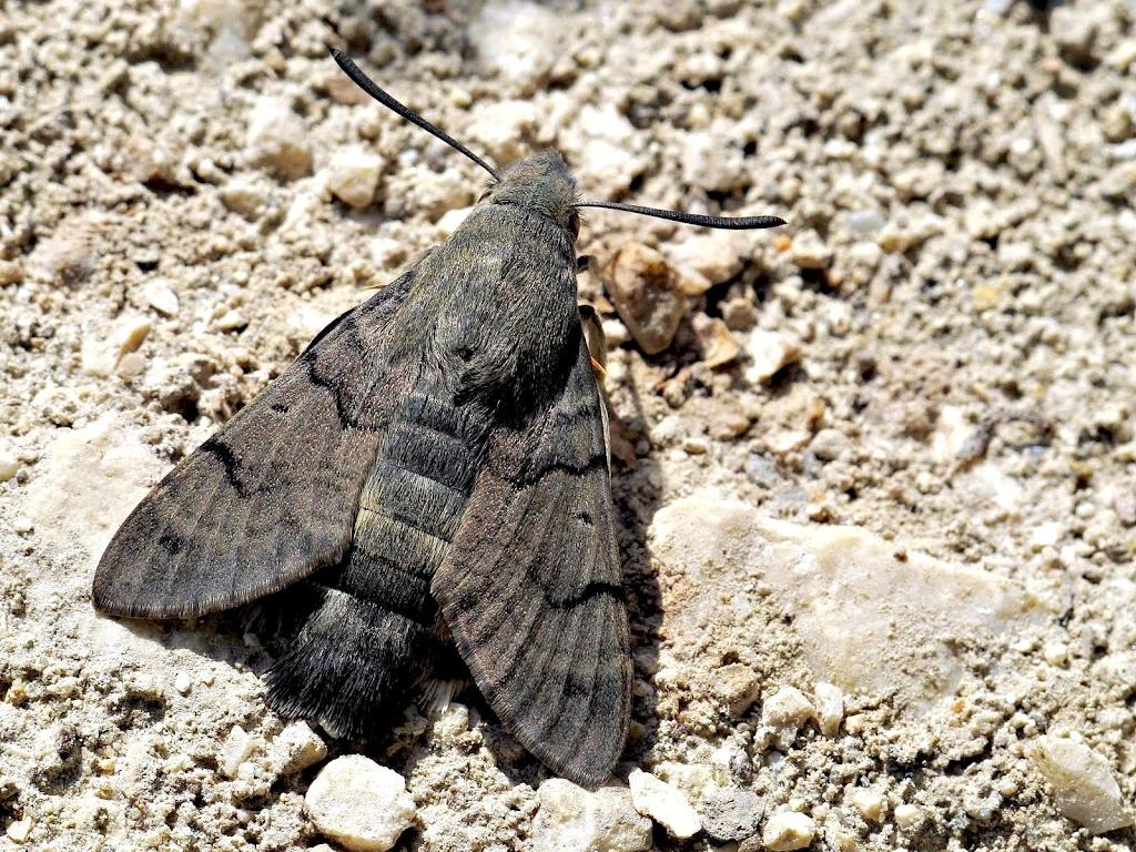 Humming-bird Hawk-moth - Tamás Nestor