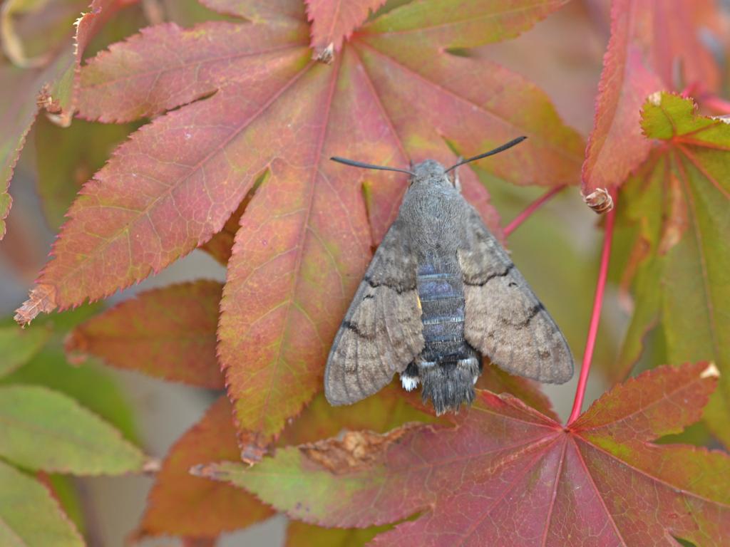 Humming-bird Hawk-moth - Andrew Cooper
