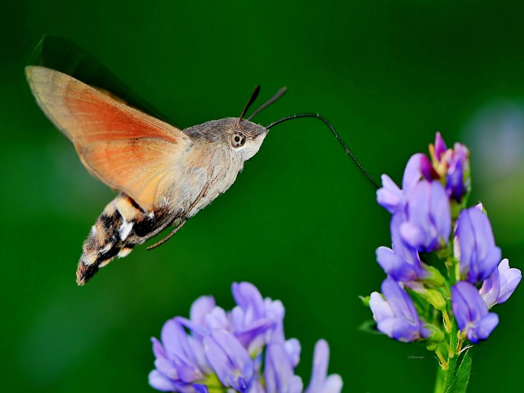 Humming-bird Hawk-moth - Ervin Szombathelyi