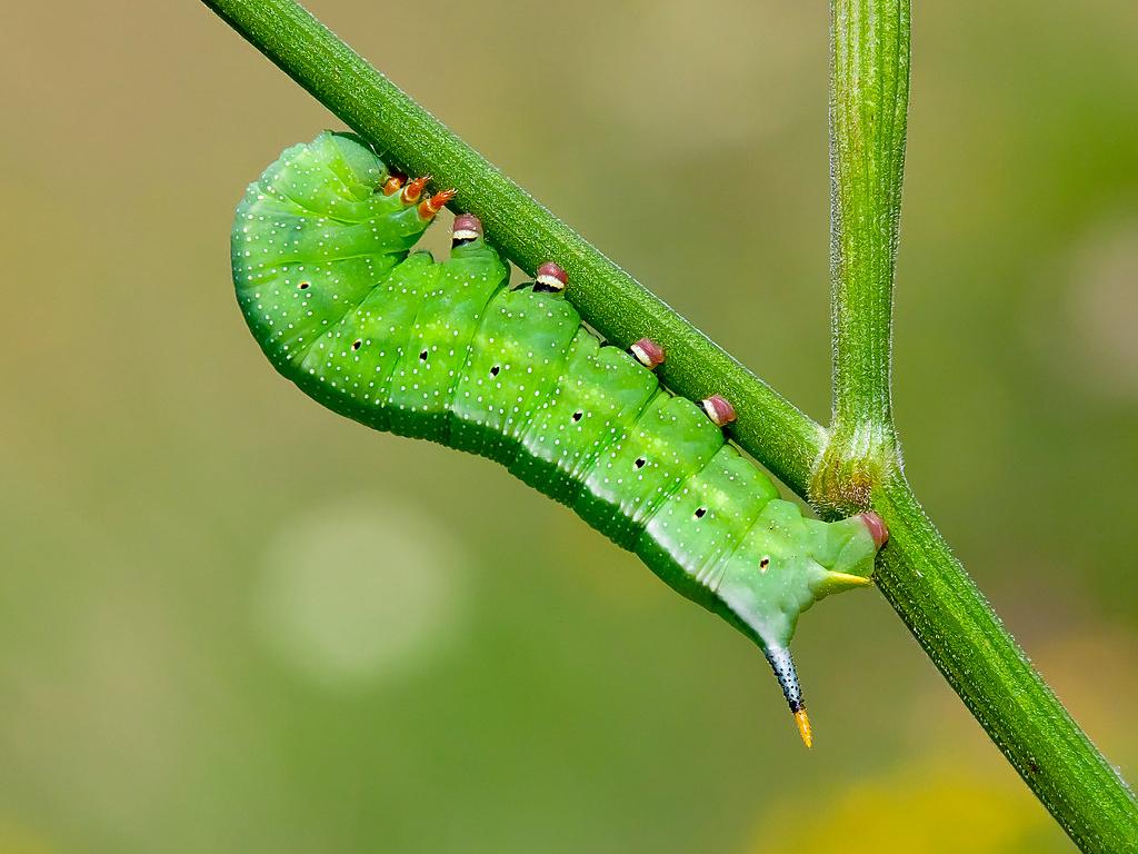 Humming-bird Hawk-moth (caterpillar) - Adam Gor