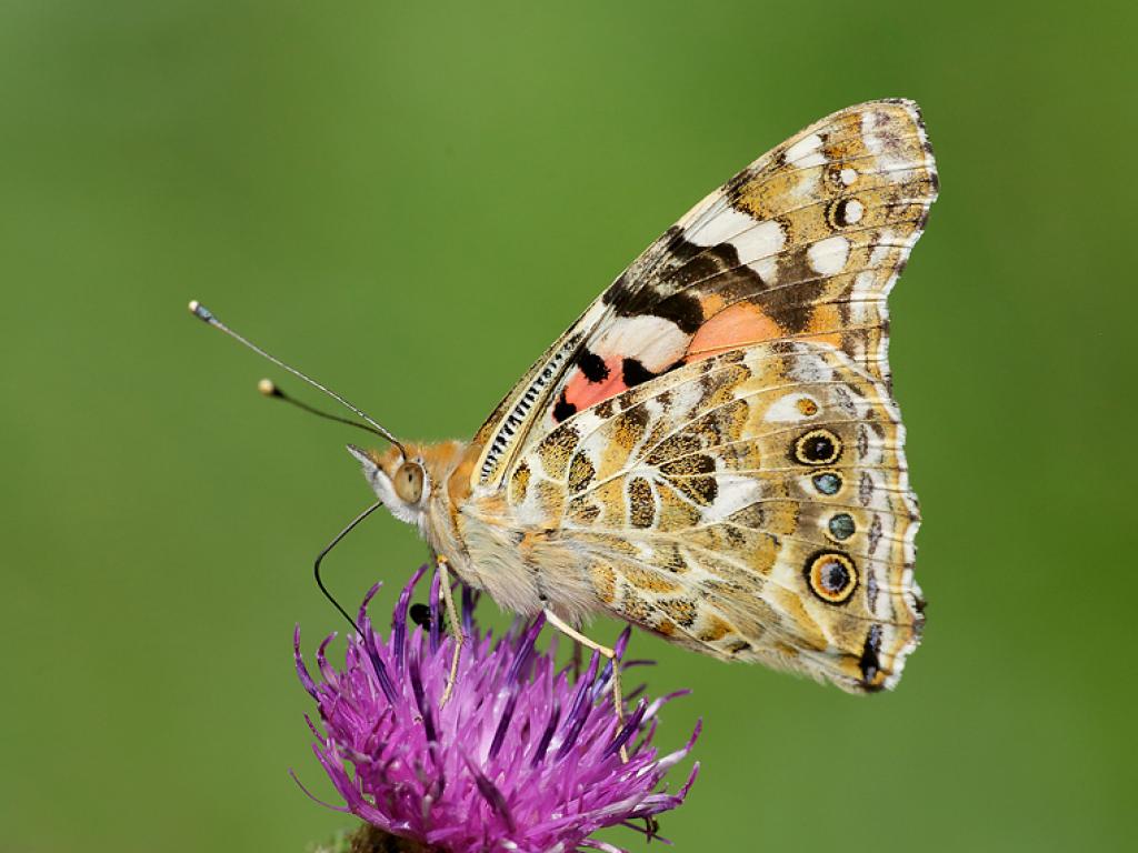 Painted Lady (underwing) - Iain Leach