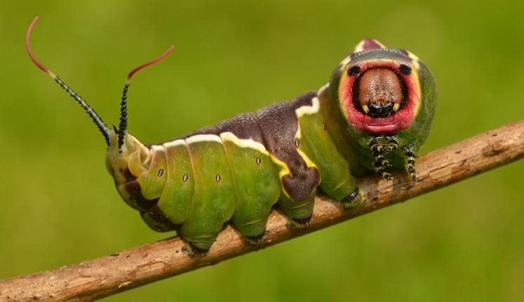 Puss moth (caterpillar in defence posture) - Pete Withers