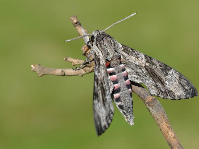 Convolvulus Hawk-moth - Bob Eade