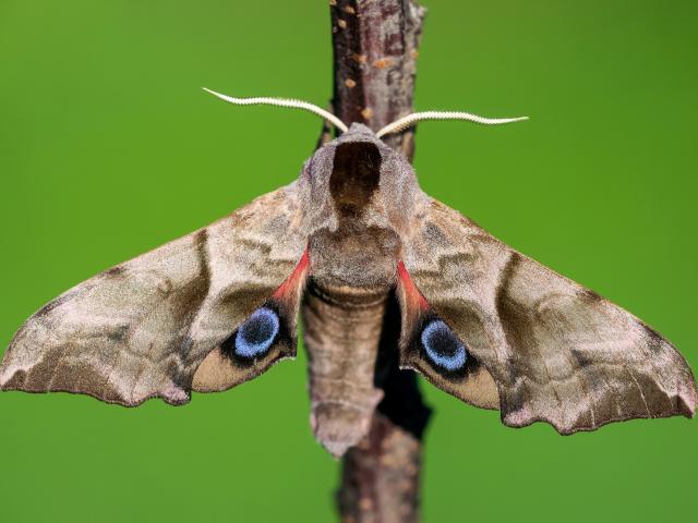 Eyed Hawk-moth - Adam Gor (cropped)