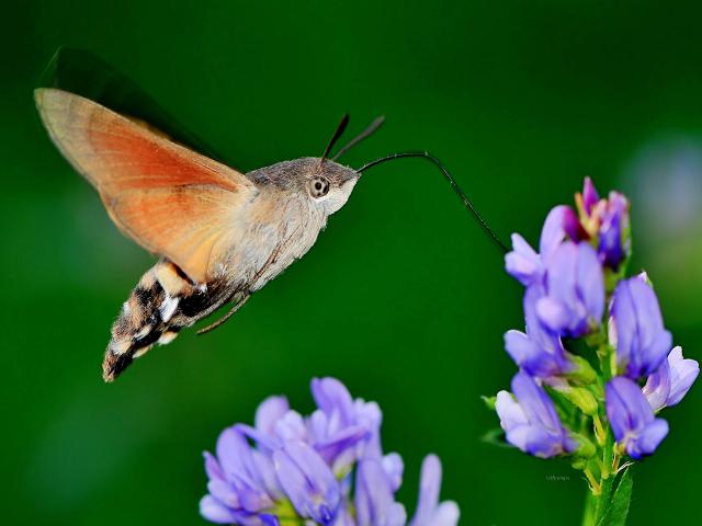 Humming-bird Hawk-moth - Ervin Szombathelyi