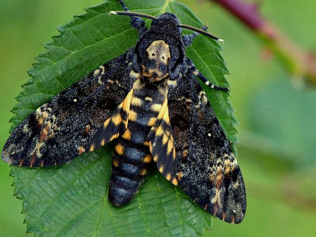 Death’s-head Hawk-moth - Ervin Szombathelyi