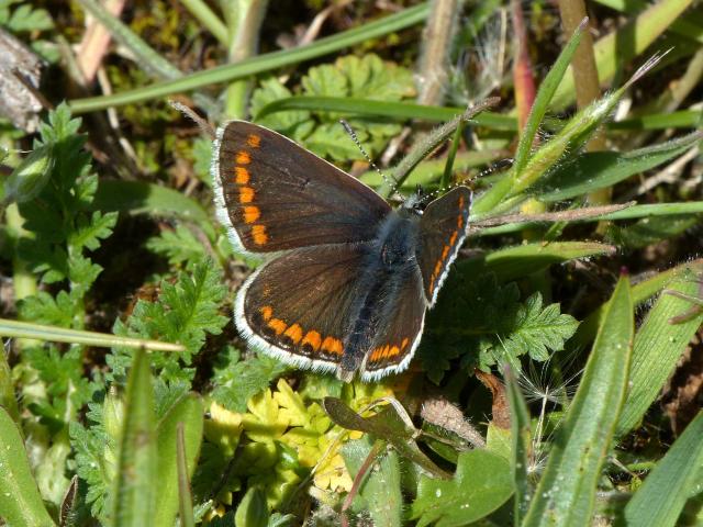 Brown Argus - Dave Wright