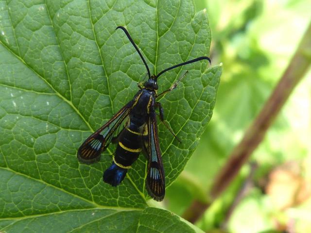 Currant Clearwing- Pete Smith
