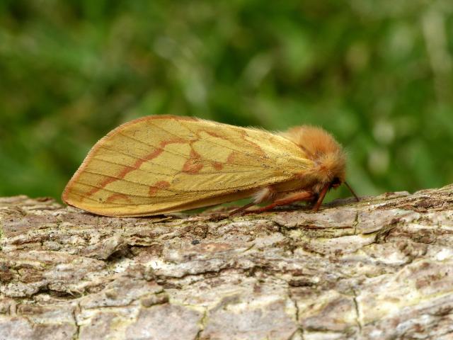 Female Ghost Moth - Dave Wright
