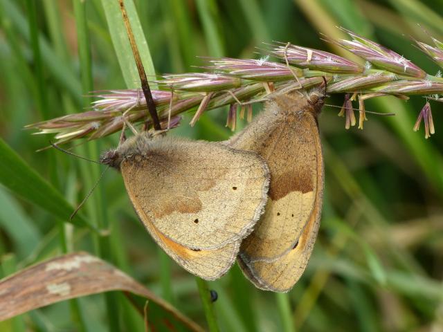  Meadow Brown Mating Pair - Dave Wright