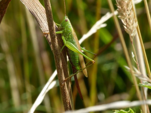 Long-winged Conehead - Dave Wright