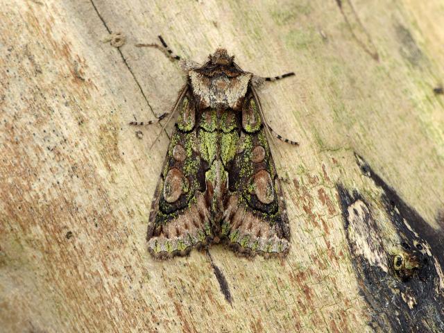 Green-brindled Crescent - Dave Wright