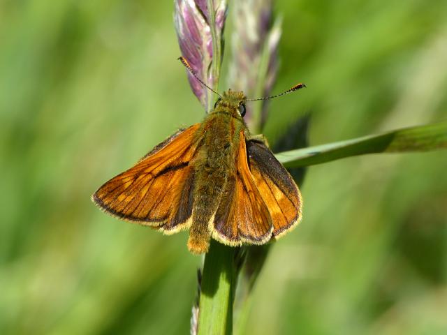 Large Skipper - Dave Wright
