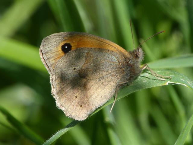 Meadow Brown - Dave Wright