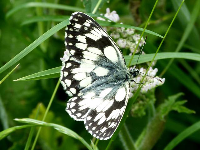 Marbled White - Pete Smith