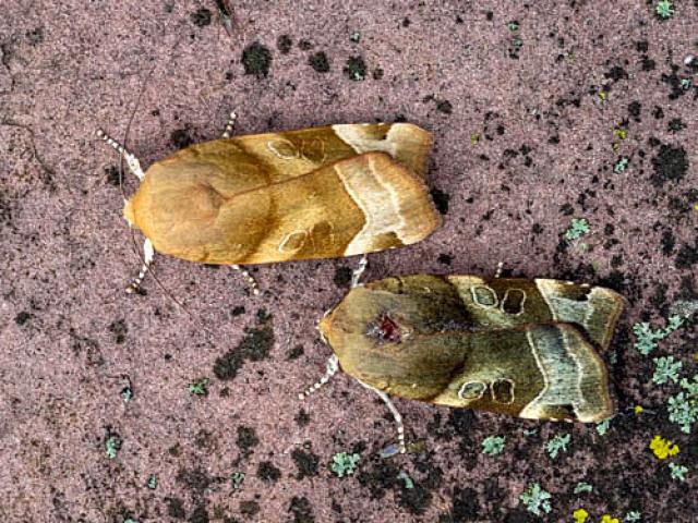 Broad-bordered Yellow Underwing (Cliff Morrison)