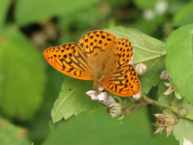 Silver-washed Fritillary male (Toby Ludlow) 