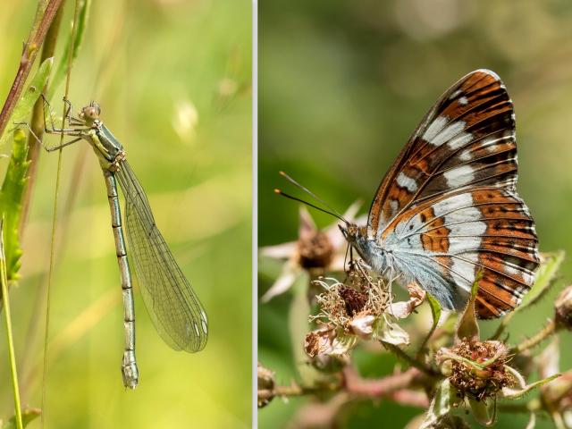 Willow Emerald and White Admiral (Mark Johnson)