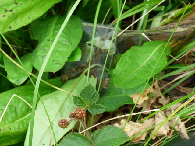 Marsh Fritillary Larval Web at Southrey (Peter Cawdell) 010820
