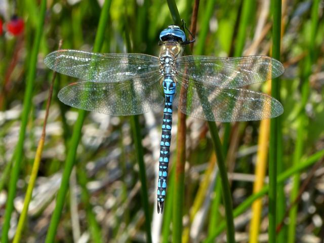 Southern Migrant Hawker (Dave Wright)