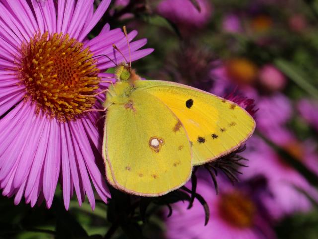 Clouded Yellow (Pete Smith)
