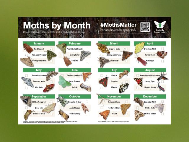 Moths by Month calendar web thumbnail