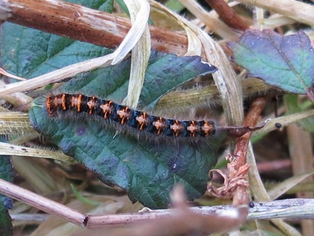 Oak Eggar Moth [larva], Beacon Hill, Stockland, 23.2.24 (Paul Otto) 
