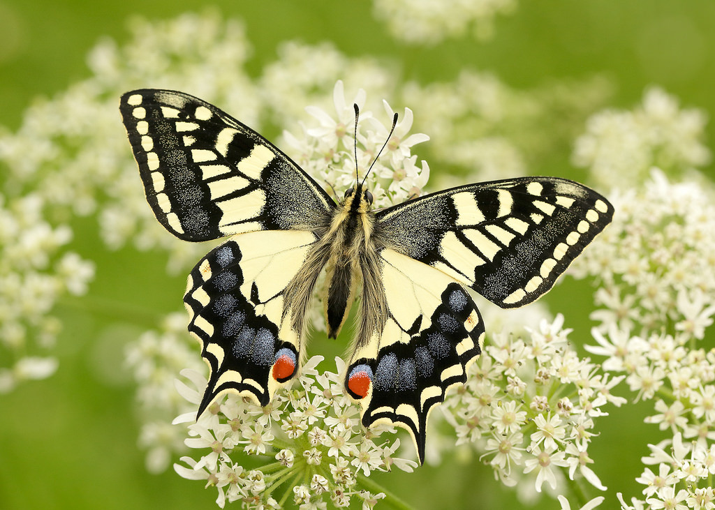 Swallowtail (upperwing) - Iain Leach