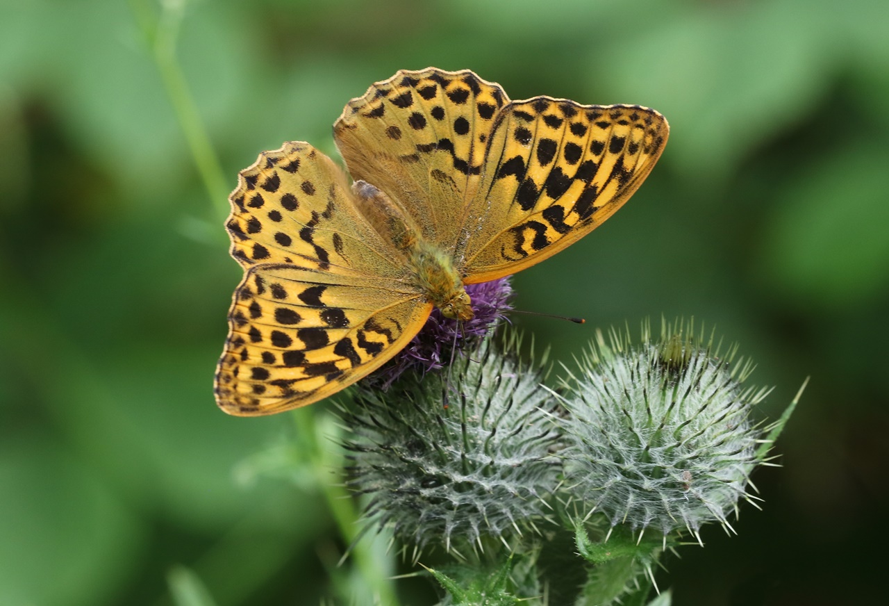 Silver-washed Fritillary (female/upperwing) - Colin Pumfrett