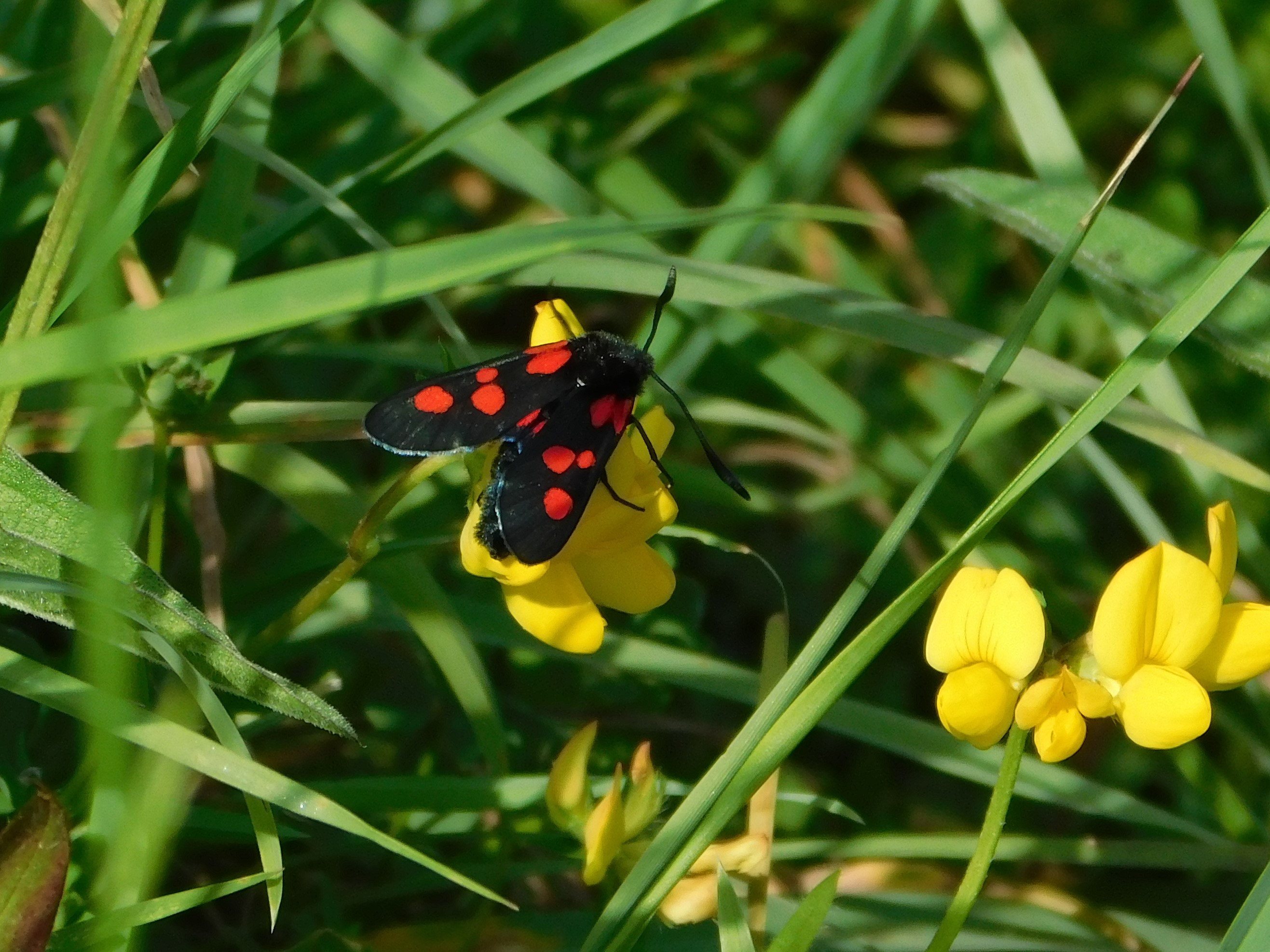 Five-spot Burnet Moth, Bircham Valley LNR, 19.6.19 (Dave Gregory)