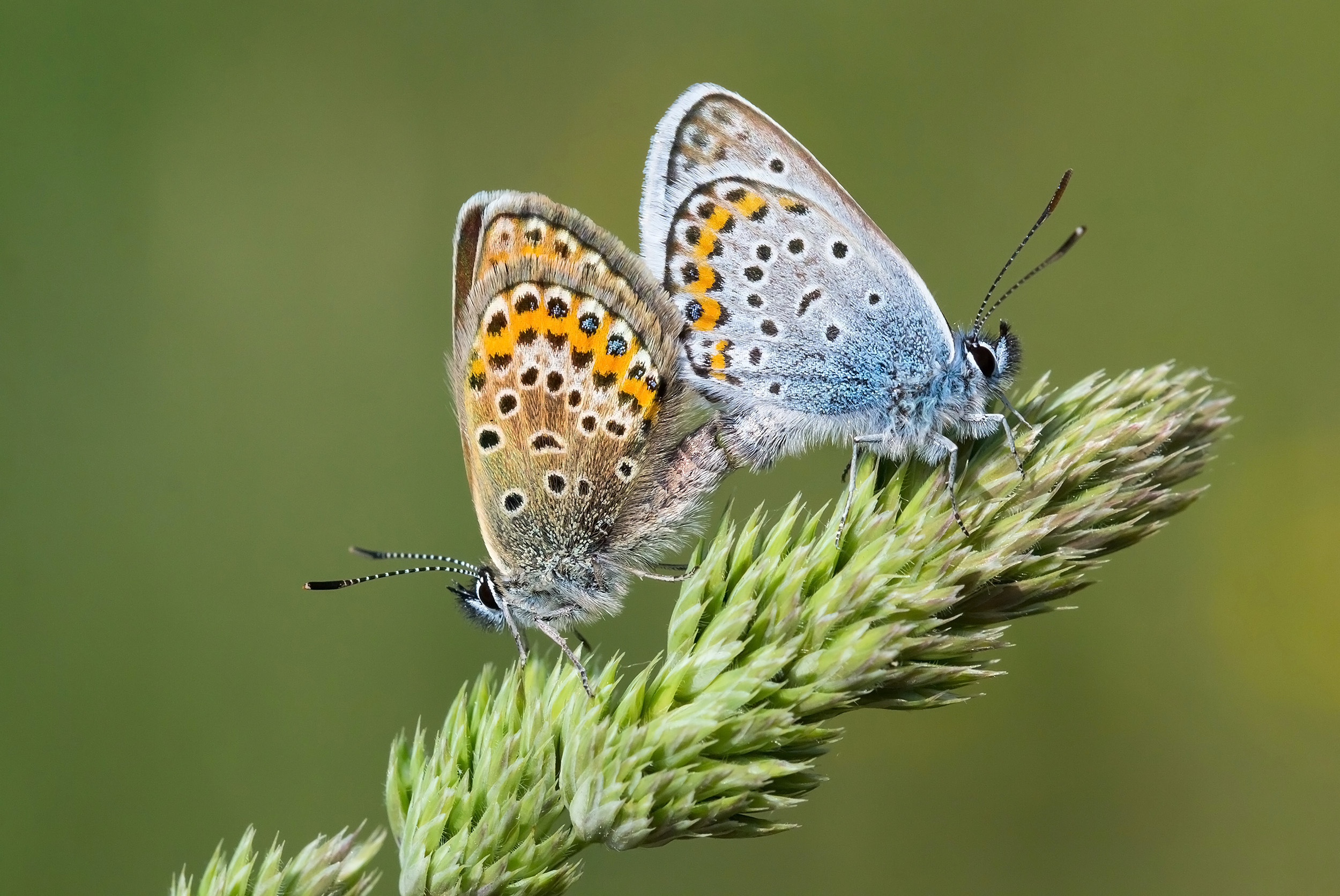 Silver-studded Blue (female & male) - Tamás Nestor