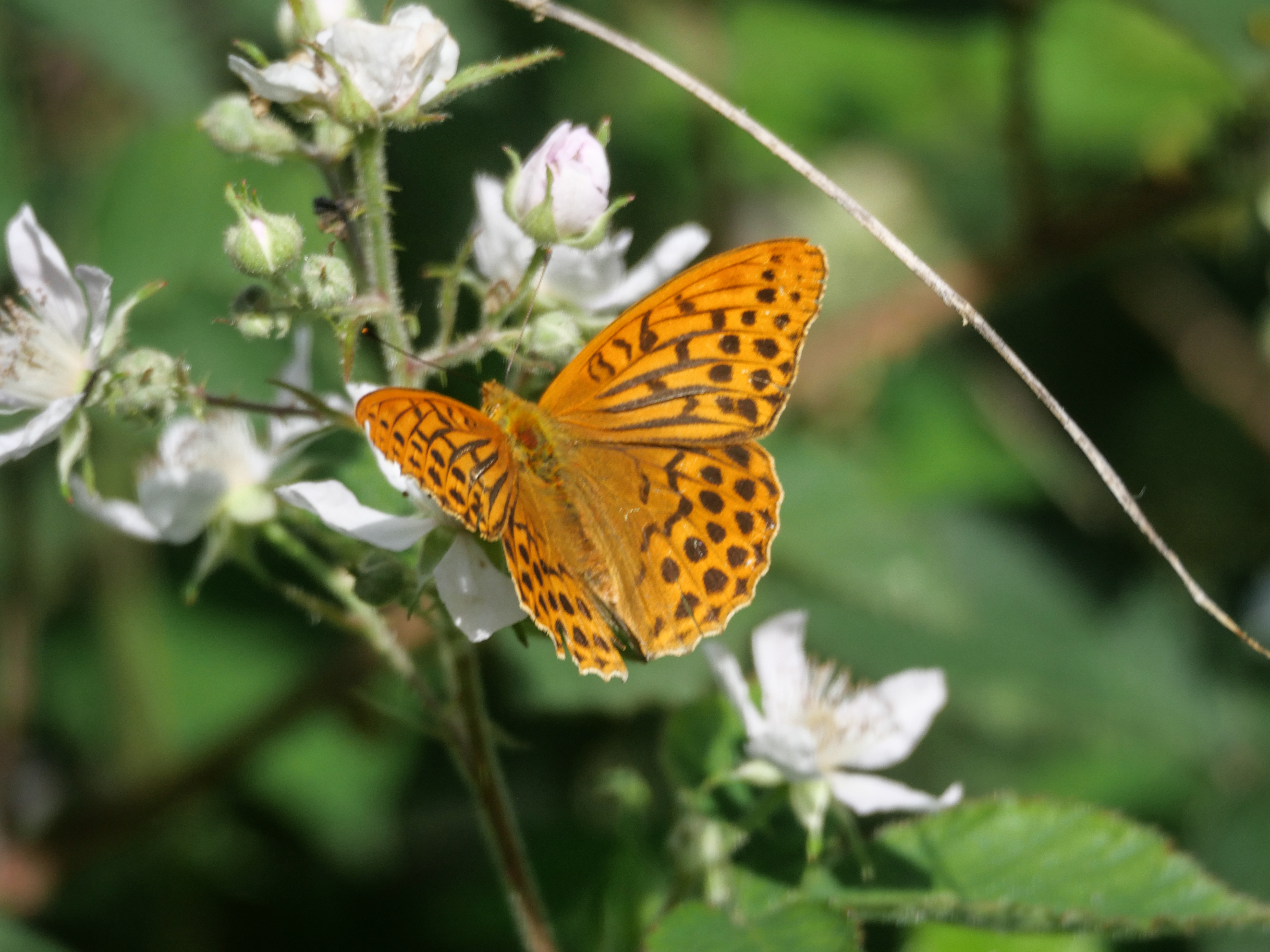 Norfolk PC2020 Silver-washed Fritillary