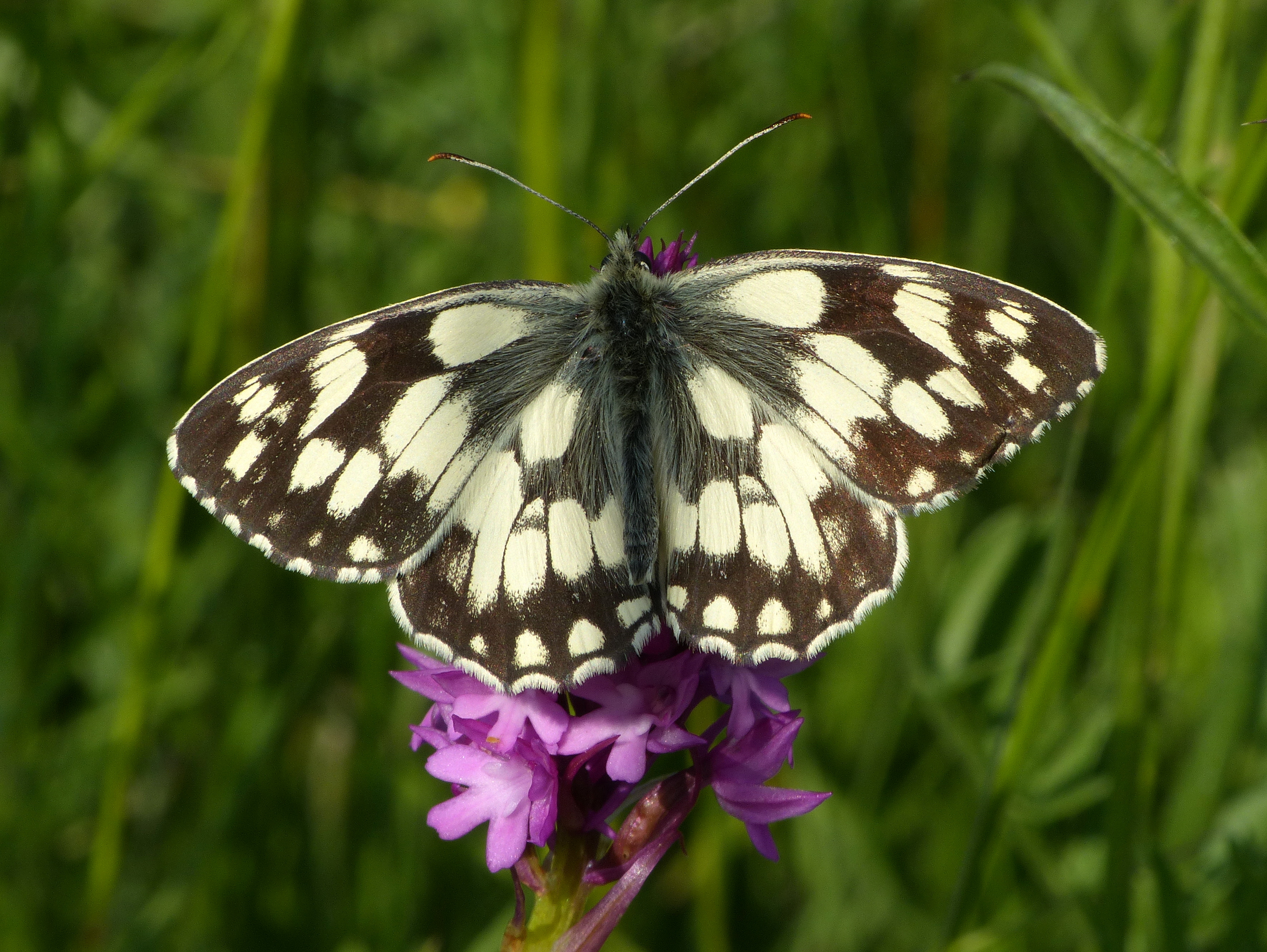 Marbled White (Dave Wright)