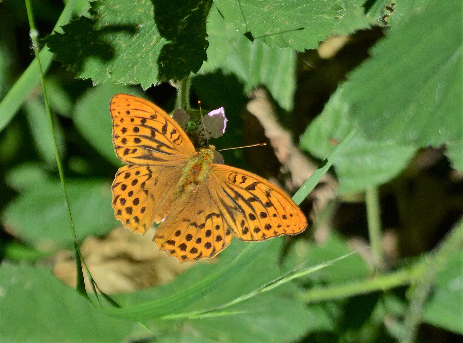 Silver Washed Fritllary  Whitwell Wood - Pete Clark.JPG