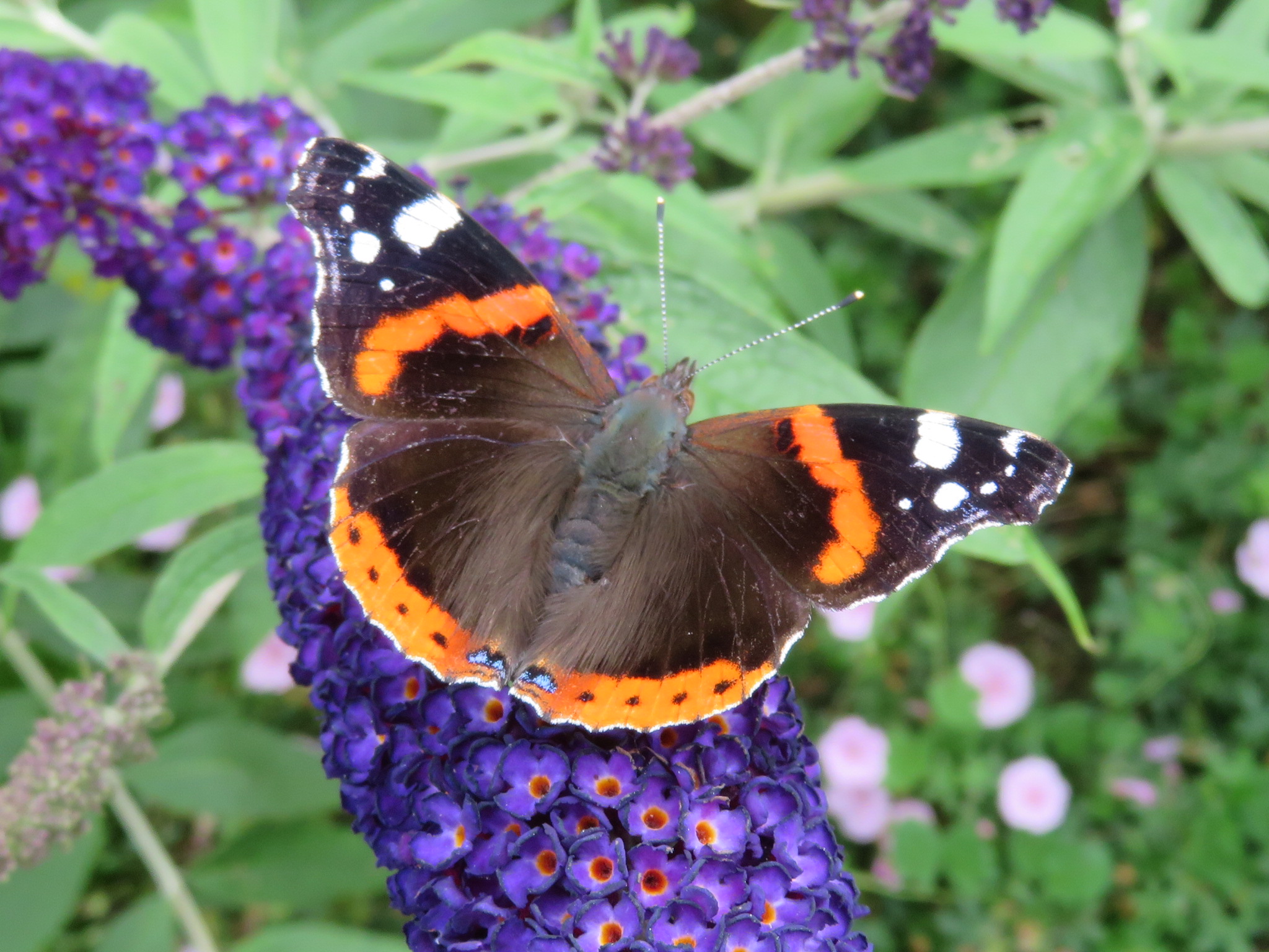 28B Red Admiral