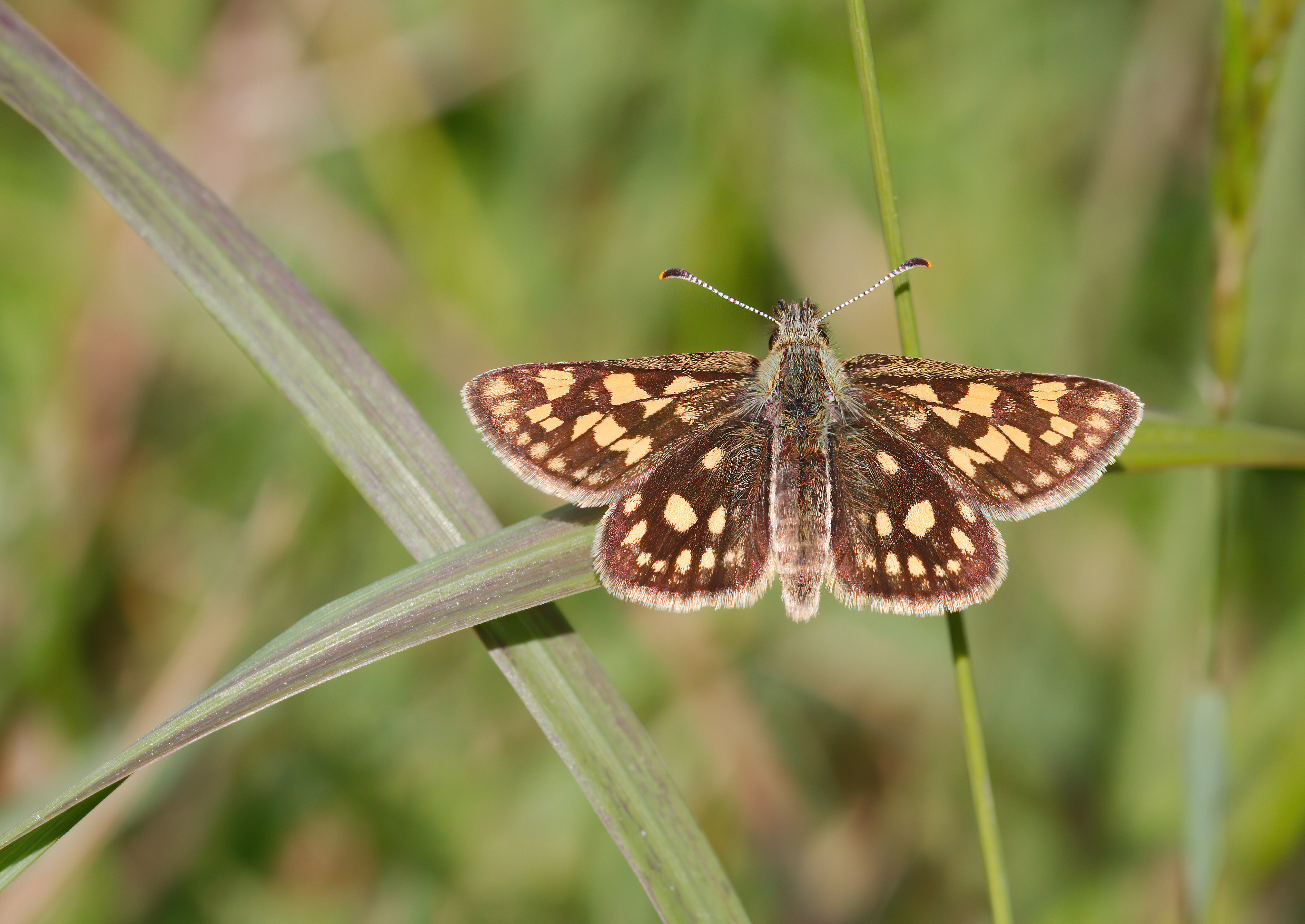 Chequered Skipper Butterfly