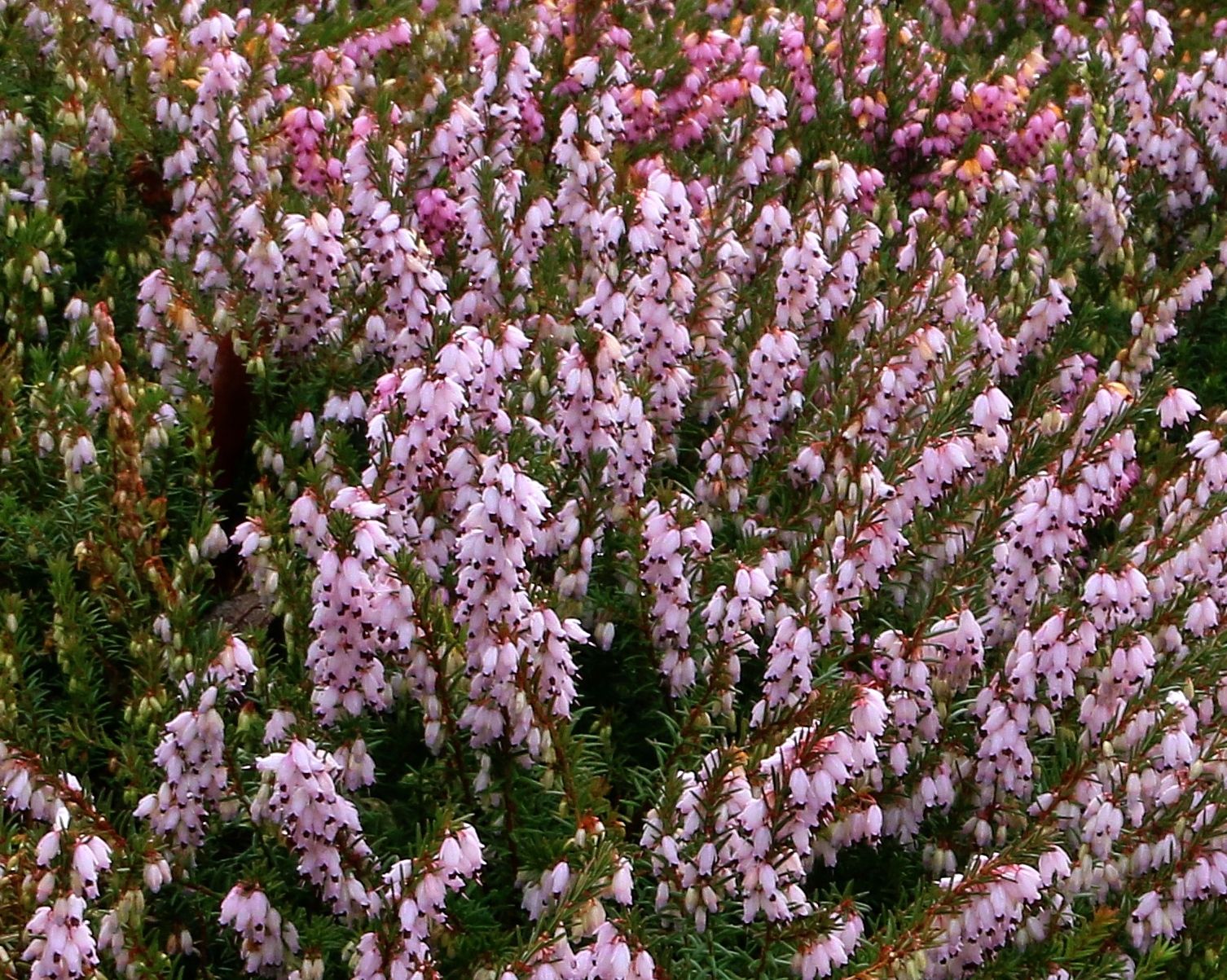 Winter Flowering Heather
