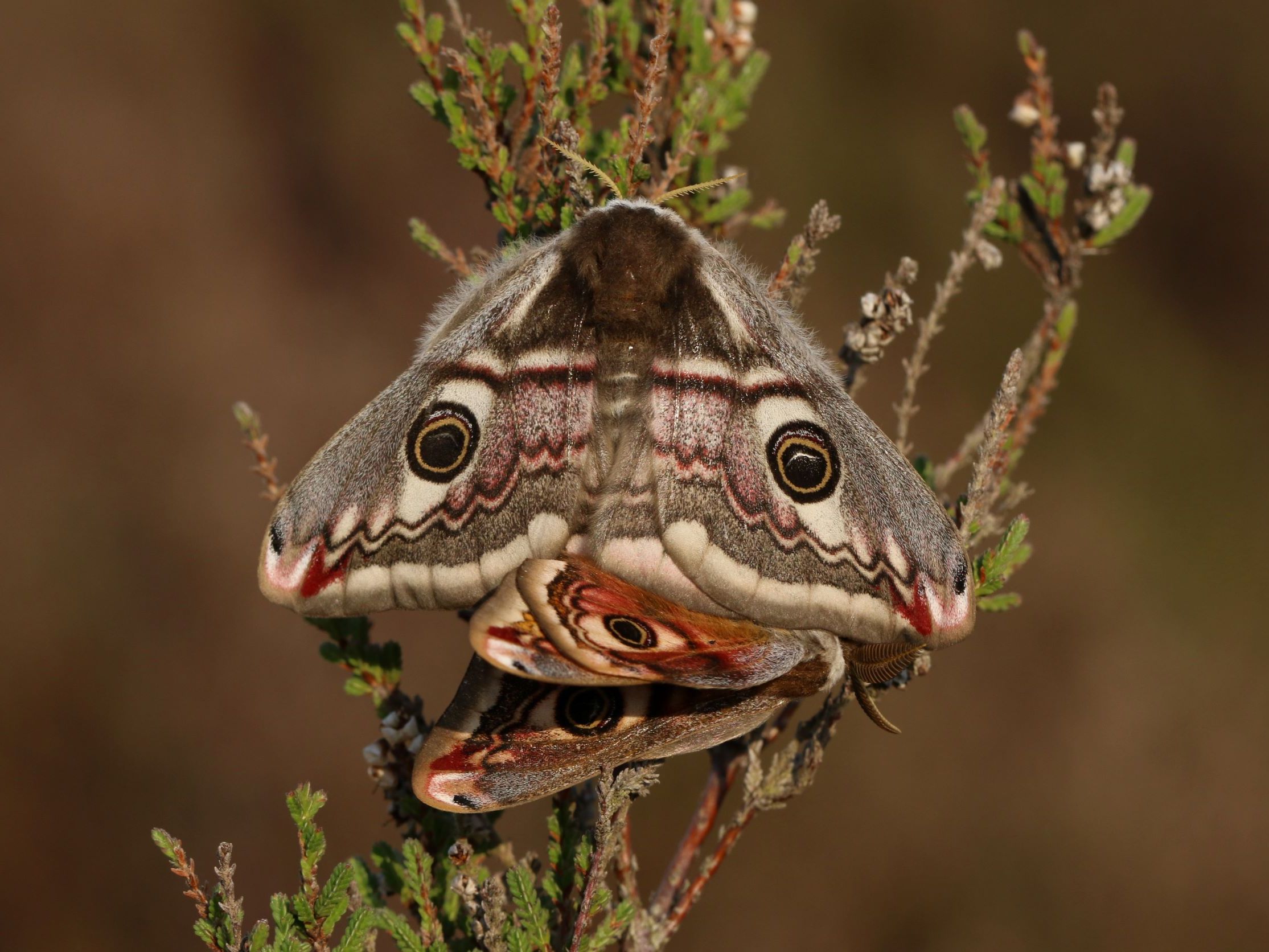 Emperor Moths - Mating Pair (Toby Ludlow)