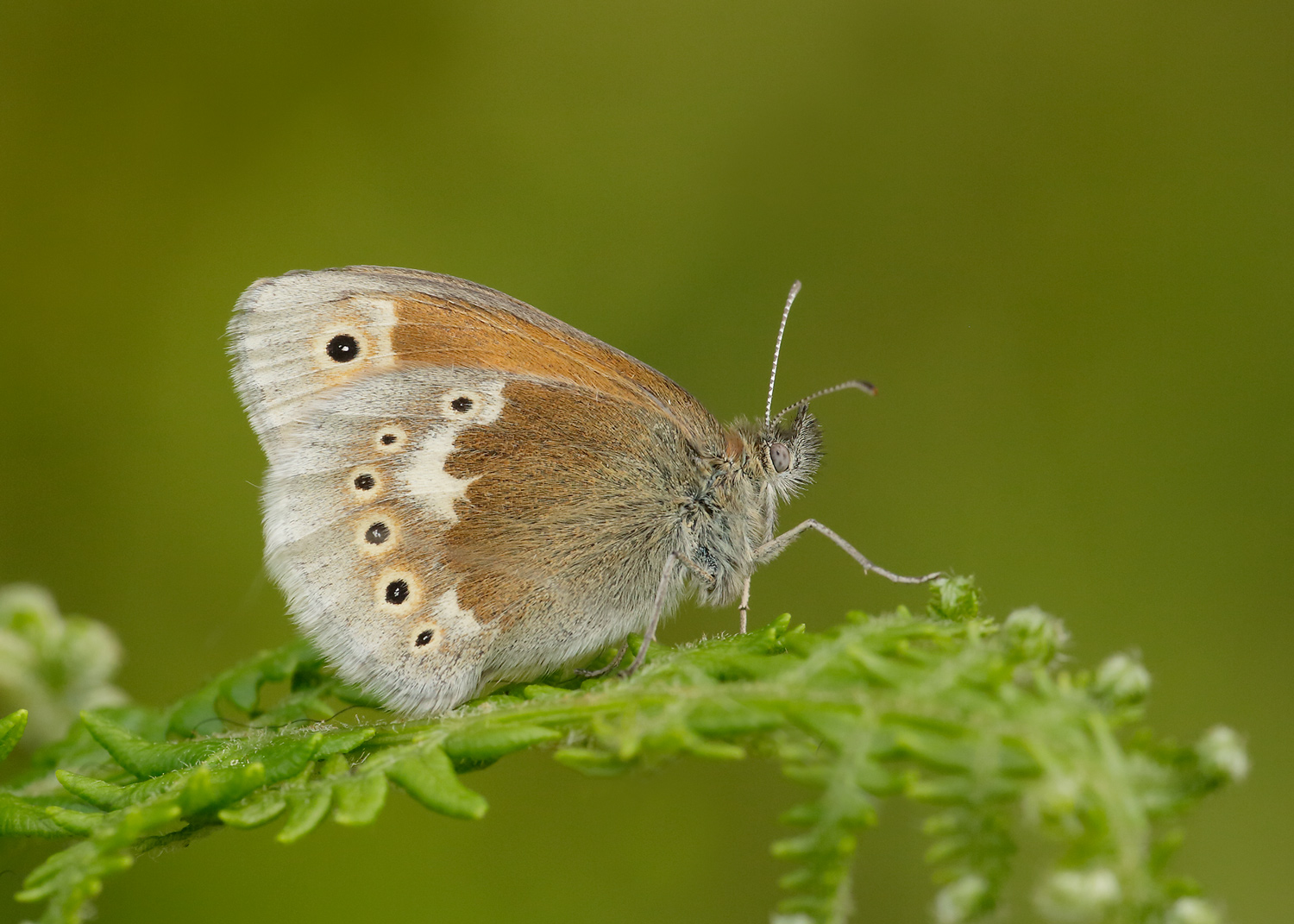 Large Heath Butterfly