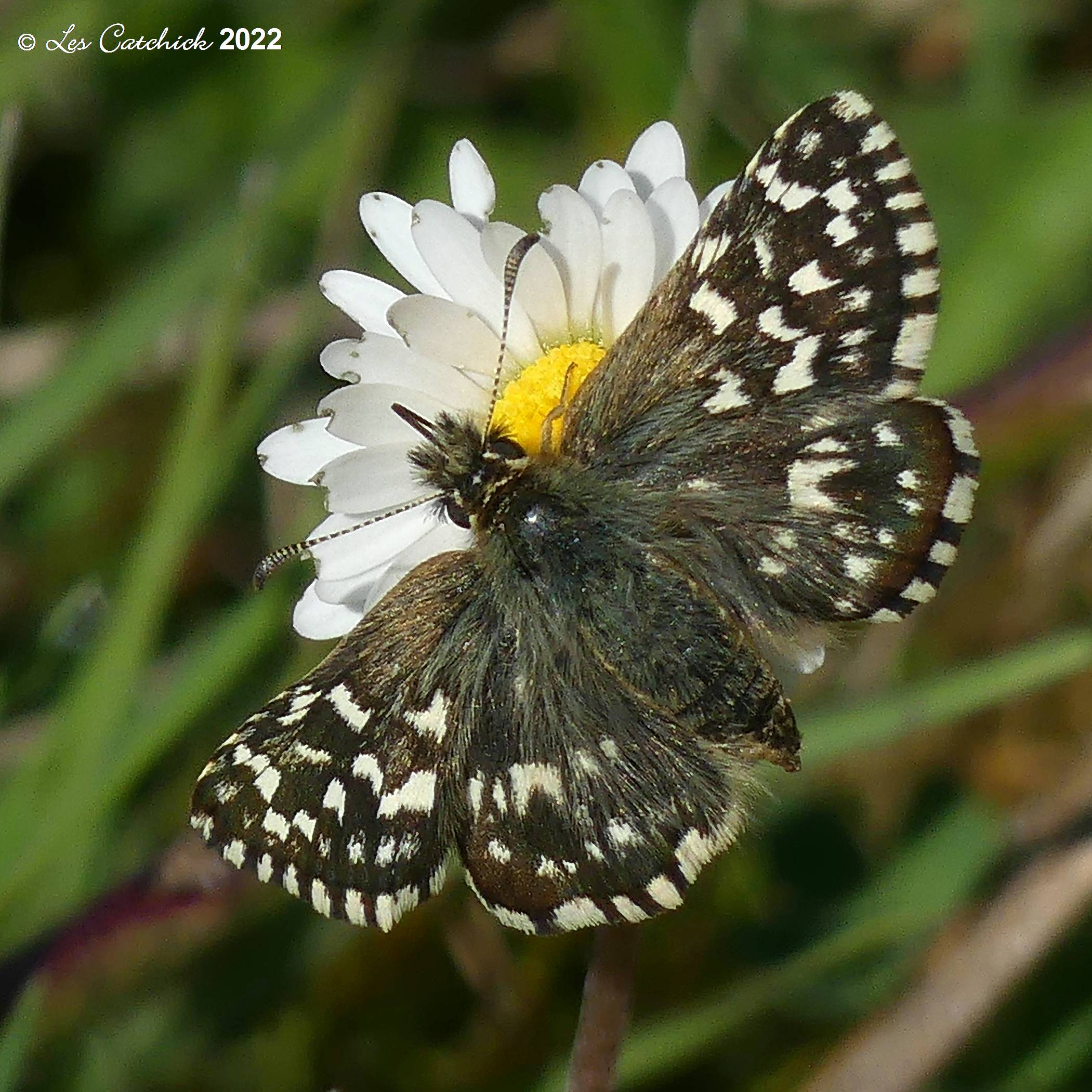 Grizzled Skipper at Twyford (Les Catchick) 050522