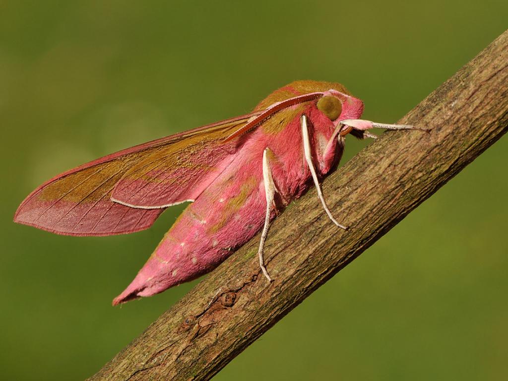 Elephant Hawk-moth Pete Withers