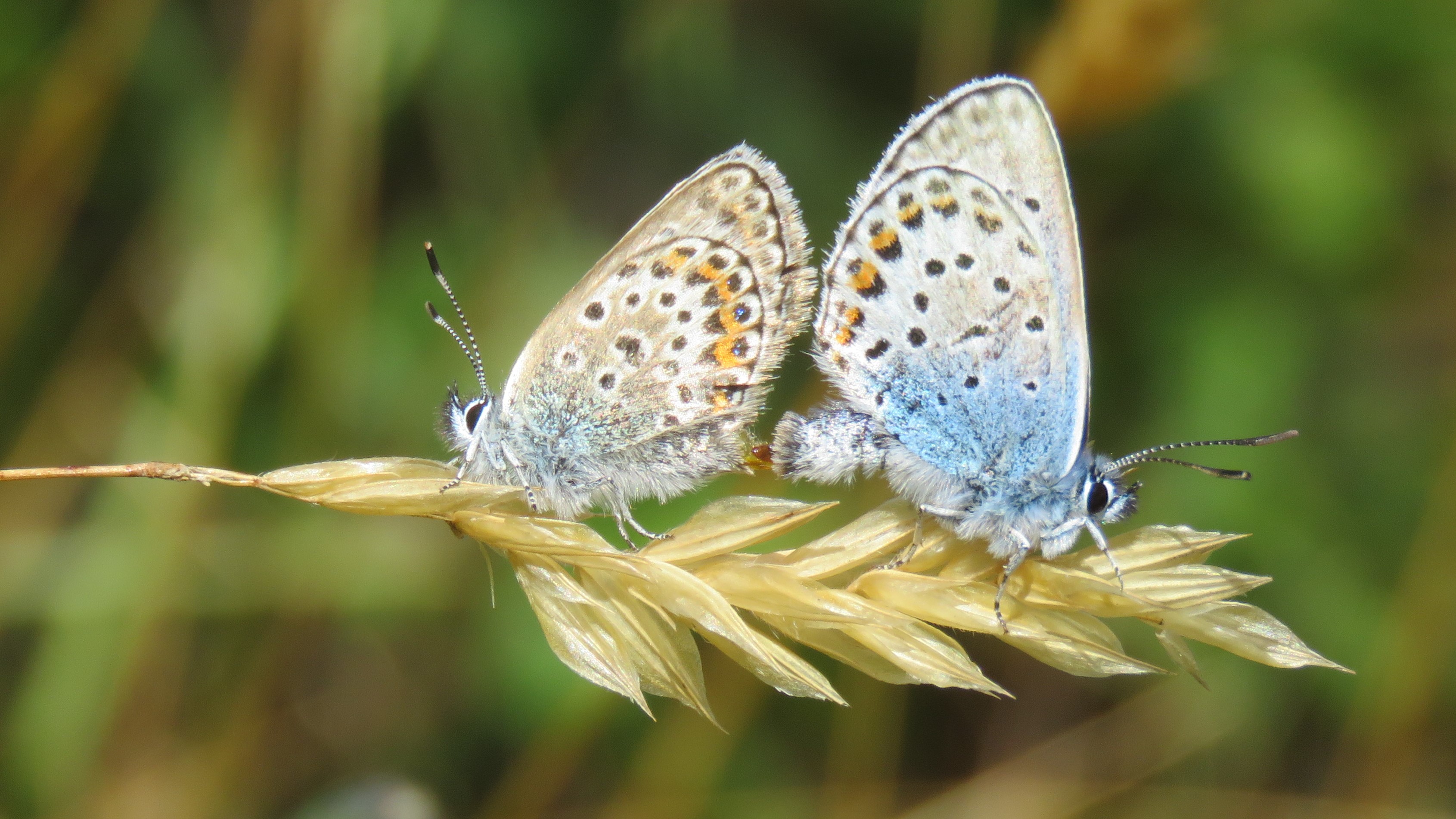 Silver-studded Blue [mating pair], East Soar-Bolt Head, 29.6.22 (Kev & Jacki Solman)