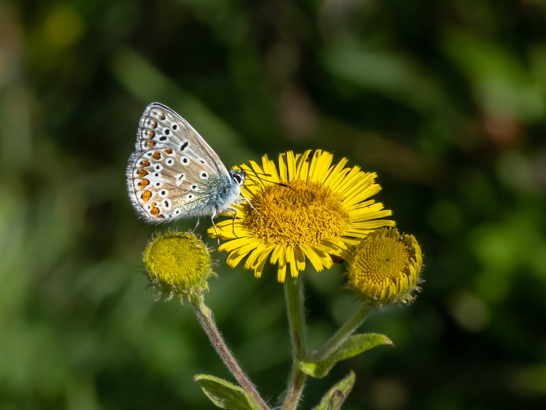 Common Blue (Mike Pickwell)