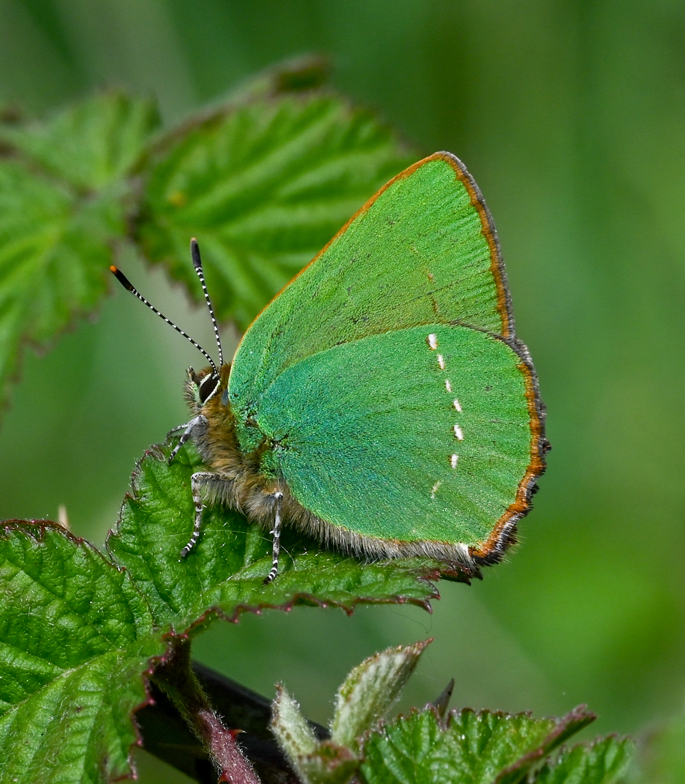 Green Hairstreak resting on a leaf - Verity Pixie Hill