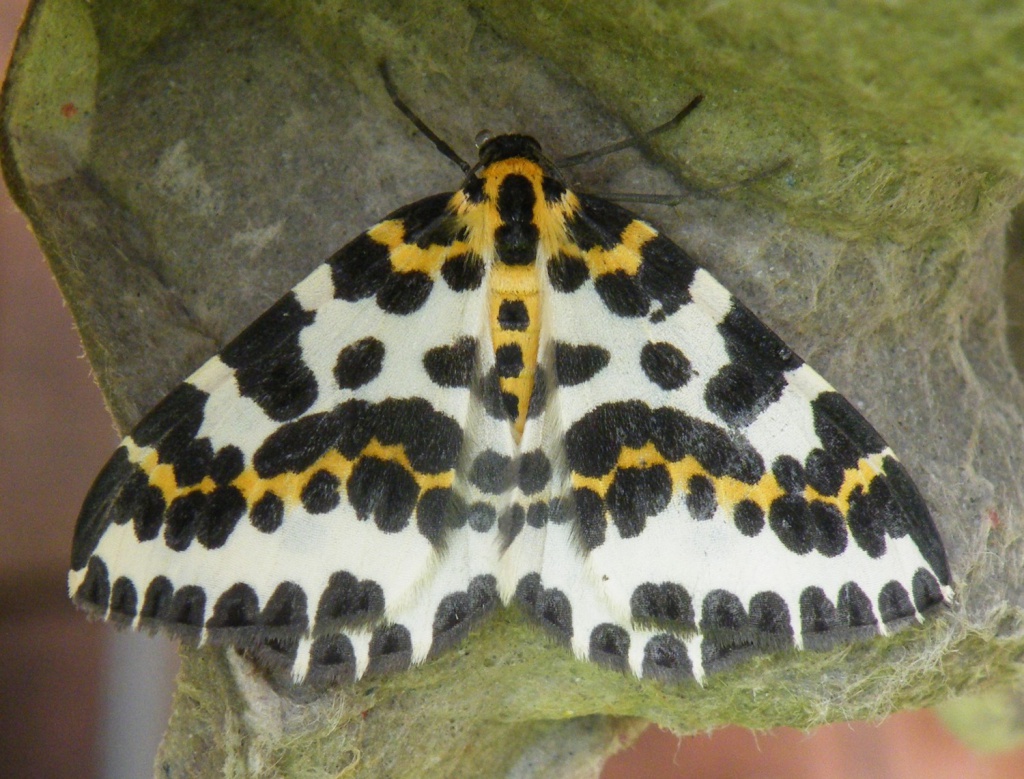 Magpie Moth, Ian Middlebrook