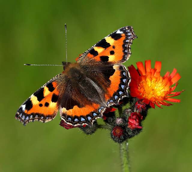 Small Tortoiseshell on Fox and Cubs. Walter Baxter CC BY 2.0