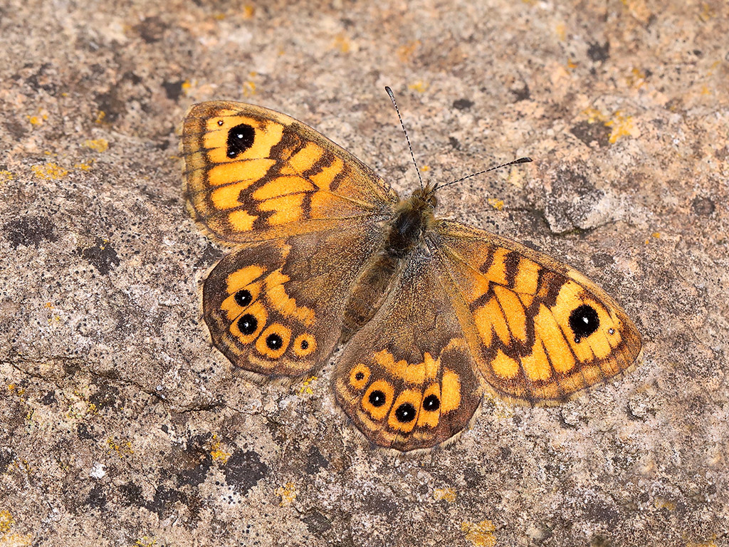 Wall butterfly