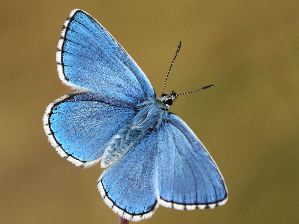 Adonis Blue butterfly - Mark Searle