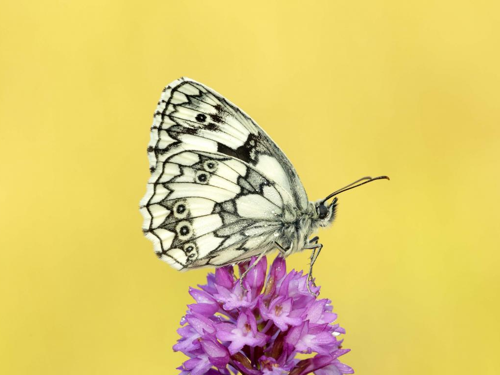 Marbled White butterfly - Iain H Leach