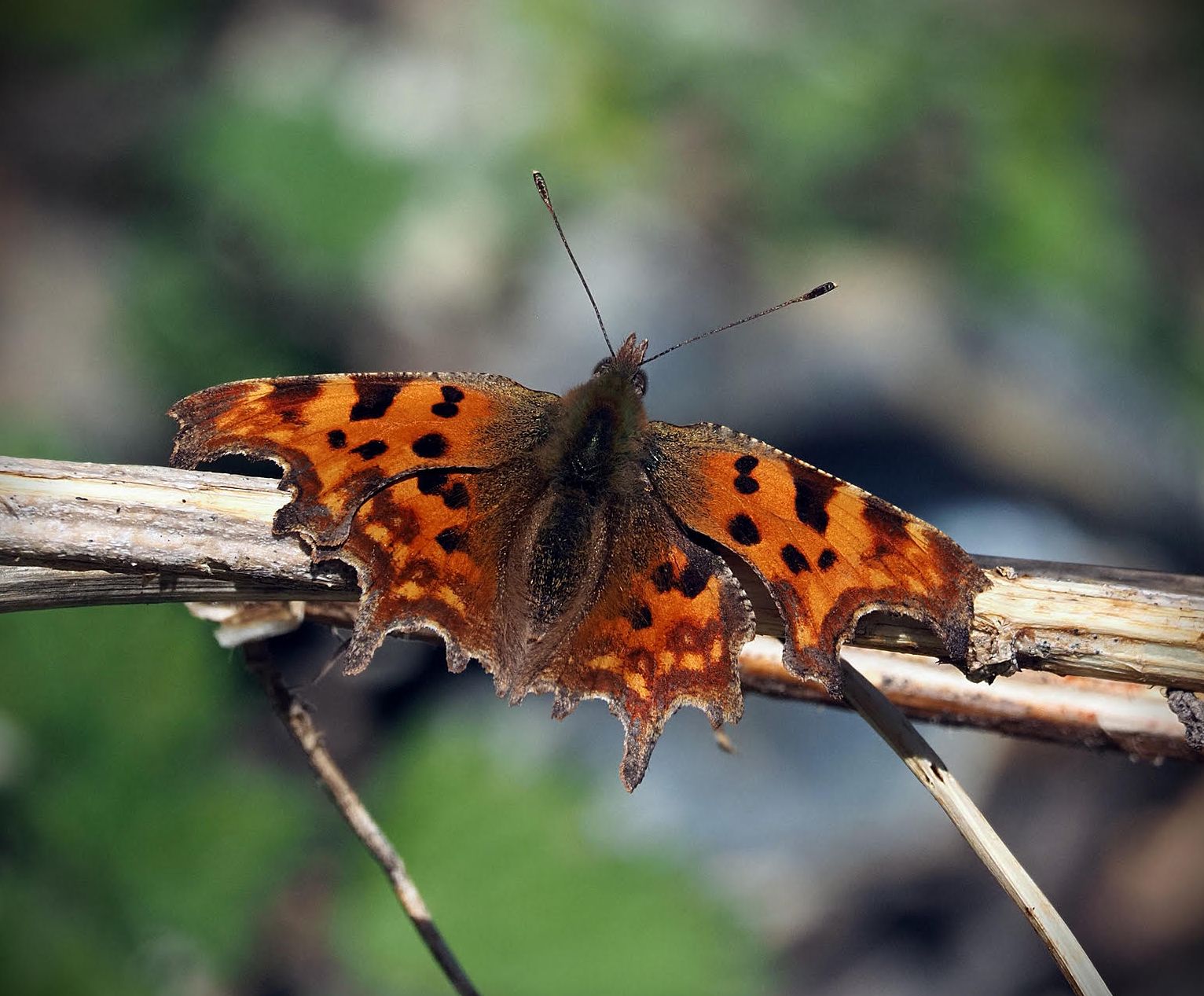 Surrey Comma G Margetts